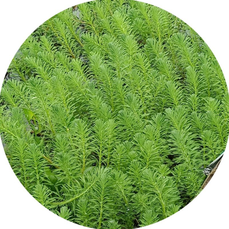 tanaman air Putri malu air per tangkai