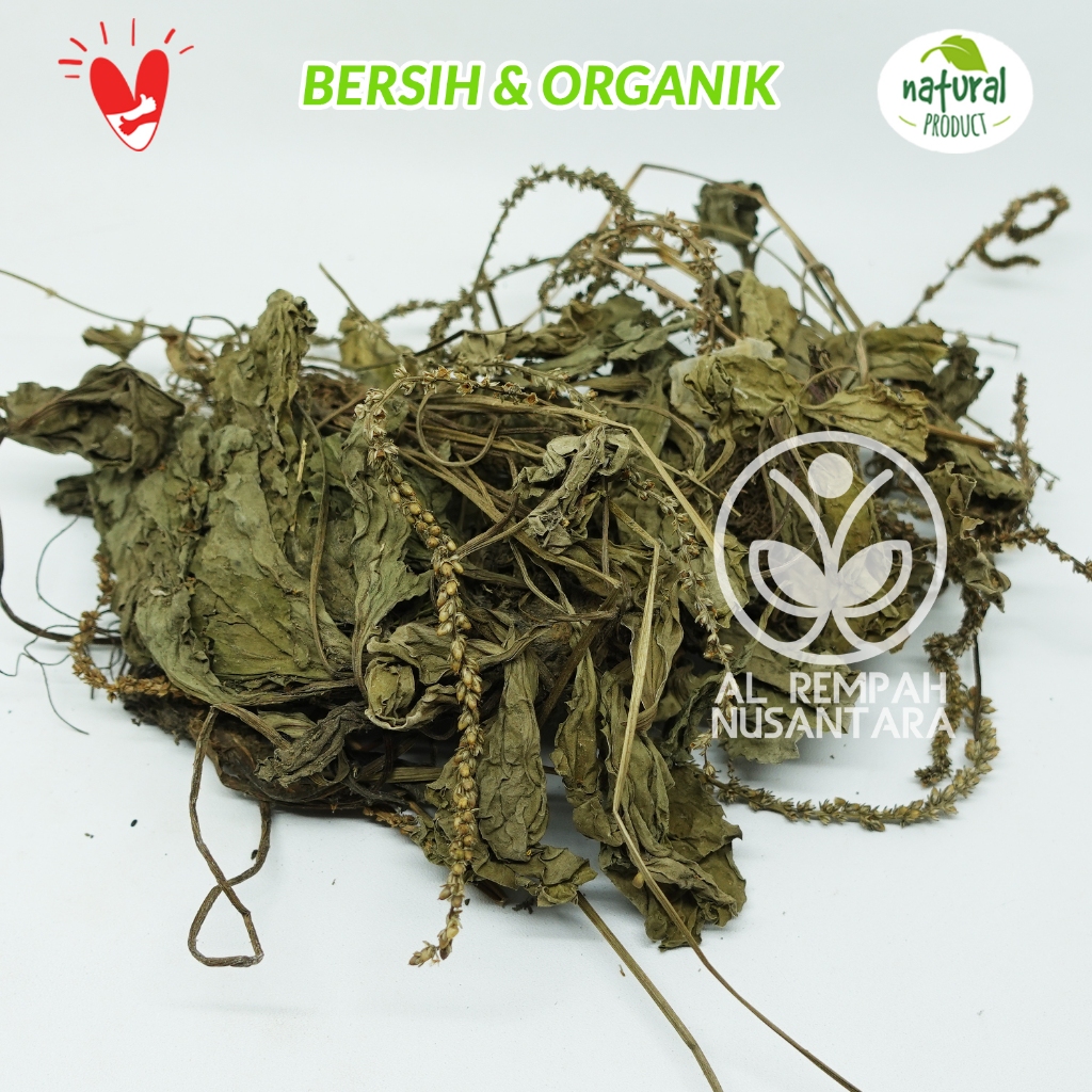 

Daun Sendok Kering 1kg atau Ki Urat Asli dan Organik