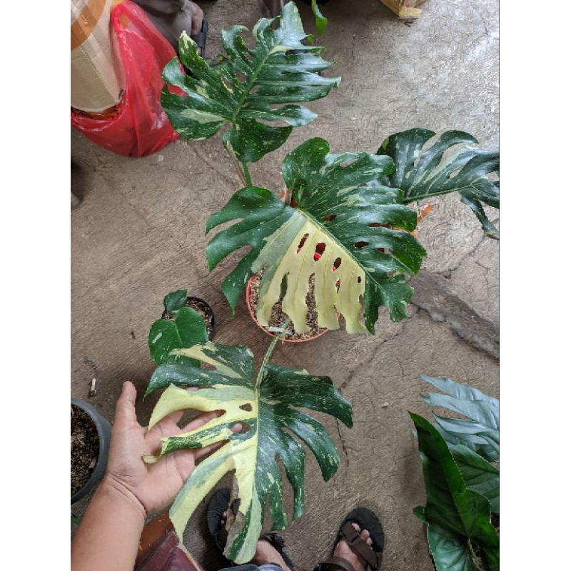 tanaman hias monthai besar