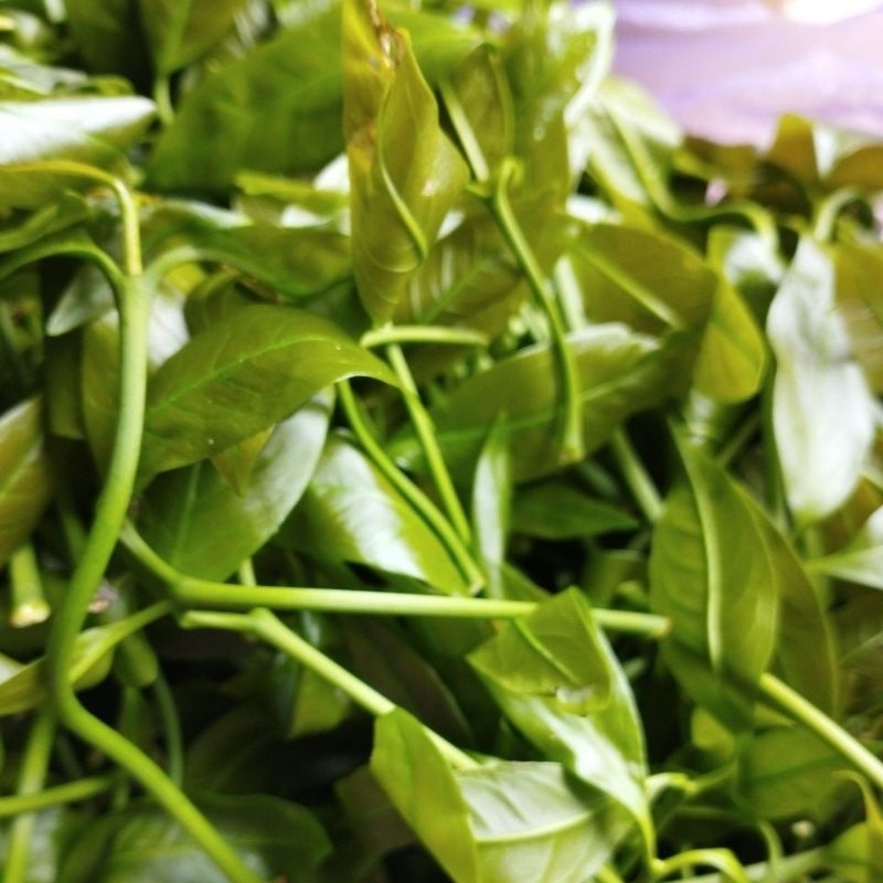 

daun so /tangkil 100 gr