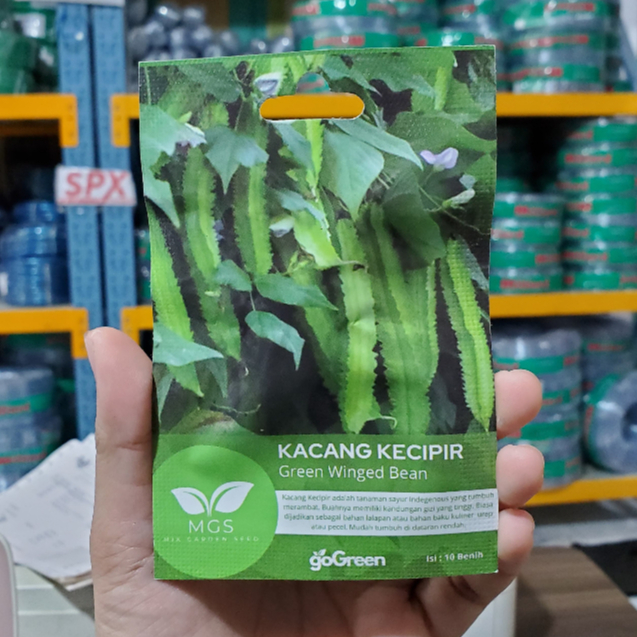 Benih Kacang Kecipir Green Winged Bean/Benih Kecipir Murah/Benih Kacang Kecipir Murah