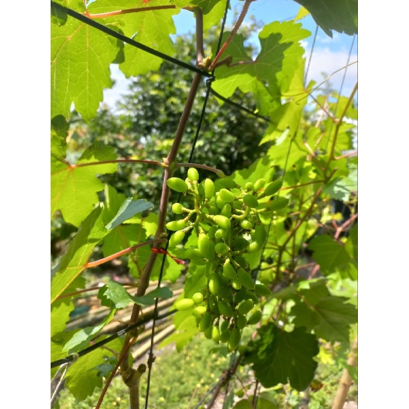 paket cutting dan entres anggur