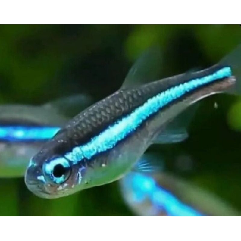 hiasan aquarium green neon tetra paket10
