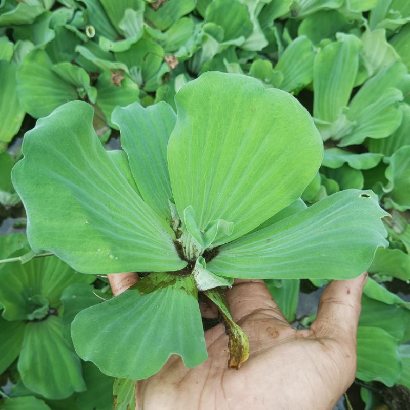 TANAMAN HIAS AIR (APU-APU) - TANAMAN APU-APU AIR