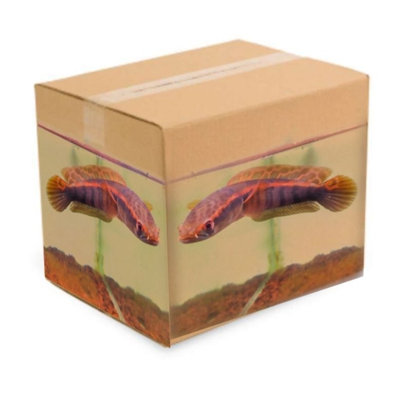 

box kardus isi Red Barito