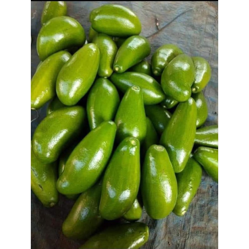 Entres alpukat SIGER VALID. harga per batang.