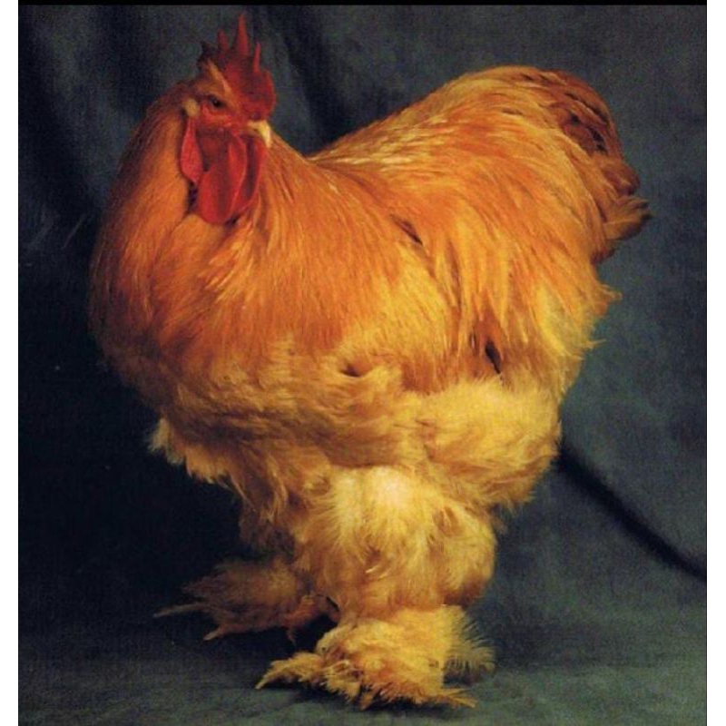 

Telur ayam brahman gc line untuk di tetaskan