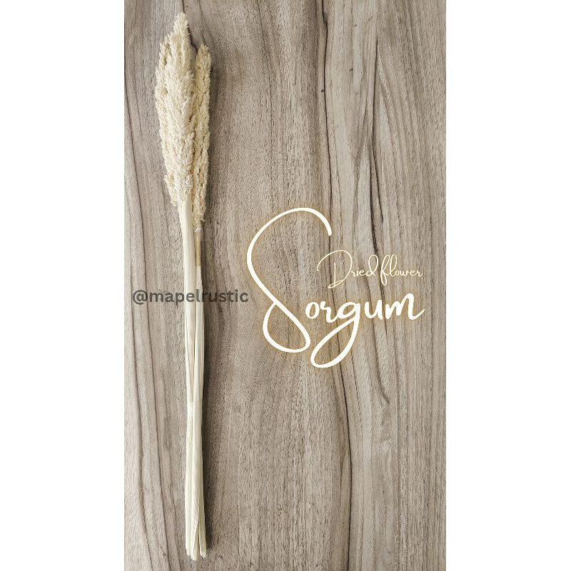 DRIED FLOWER SORGUM | CANTEL | BUNGA KERING