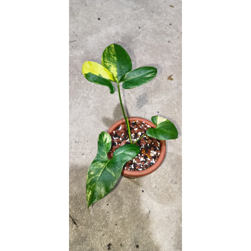 Thaumatophyllum goeldii varigata