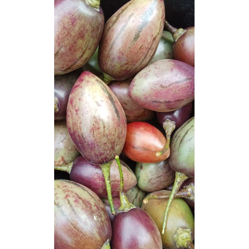 

Buah Terong Belanda 1 kg manis asam segar Bandung