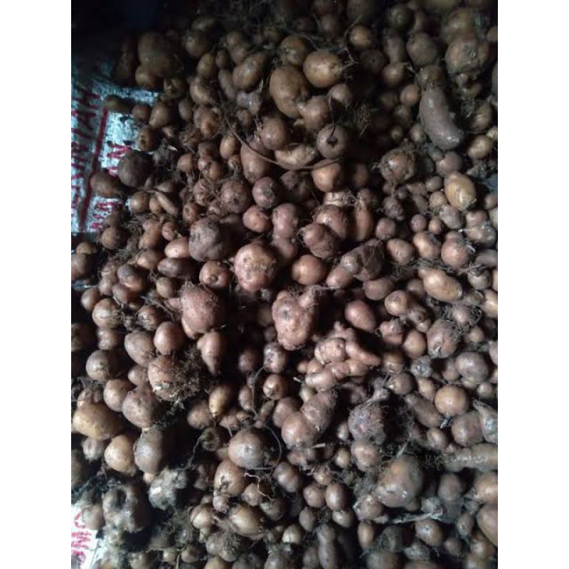 

Kentang hitam/klinci/kentang jembut