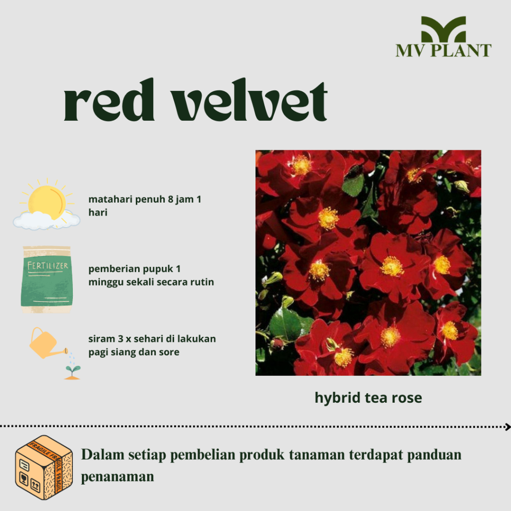 Tanaman Hidup Bunga Mawar Import RED VELVET-Mawar merah-Mawar semak-Mawar import