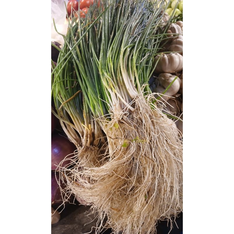 

daun cung cps 250gram