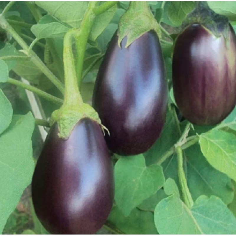 25 BENIH TERONG UNGU PONDOH