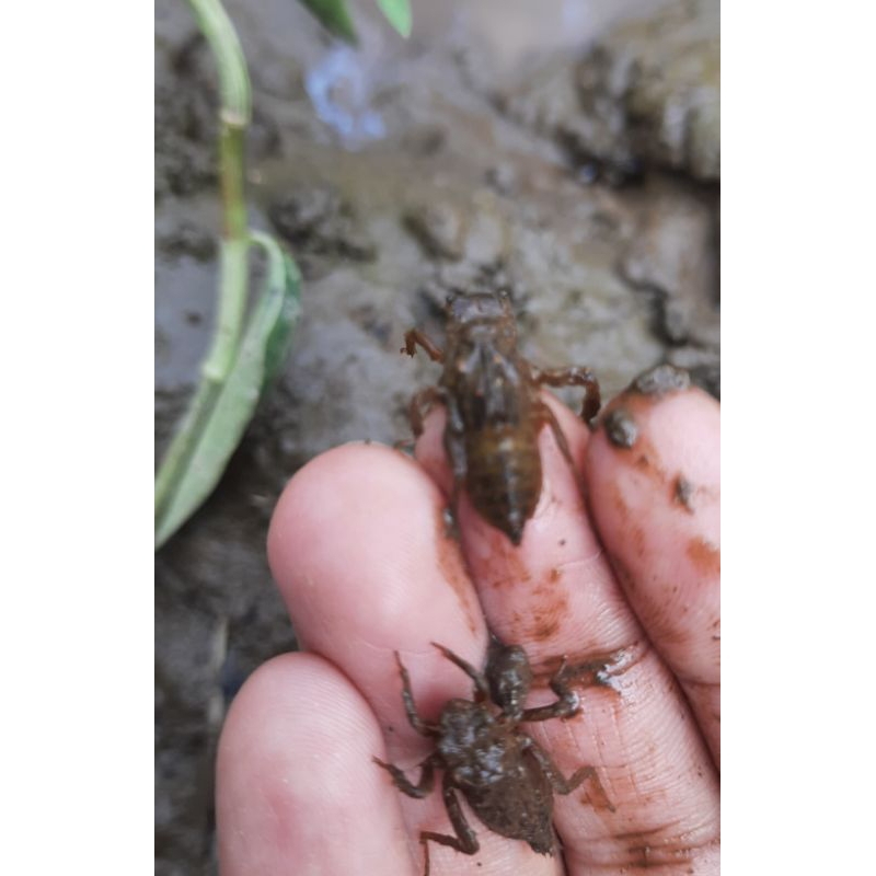 larva/unil capung hidpu 100 ekor