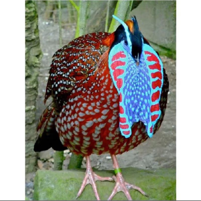 

TELUR AYAM TRANGGOPAN ASLI UNTUK DI TETASKAN