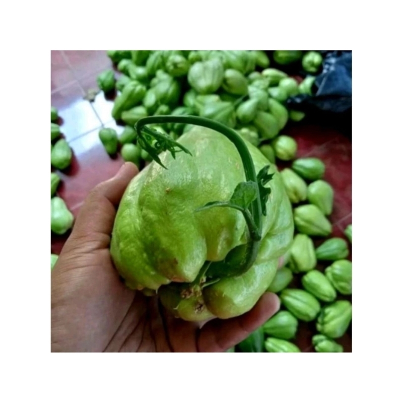 SALSABILA_GARDEN-Bibit Labu Siam/Benih Labu Siam