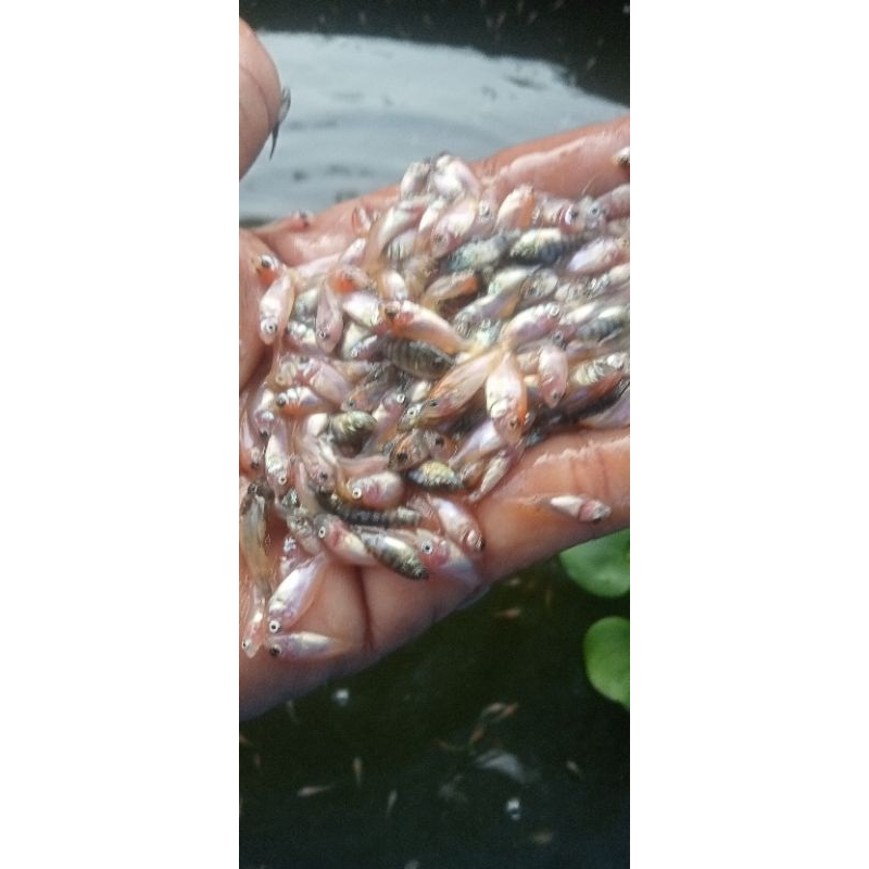 paket 200 larva Nila Bangkok +pelet