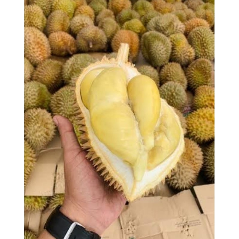 BUAH DURIAN MONTONG BALI BULAT UTUH BUAH DURIAN FRESH