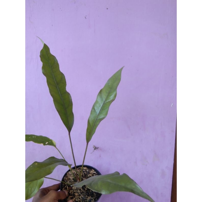 Revando45 Anthurium Keris Black