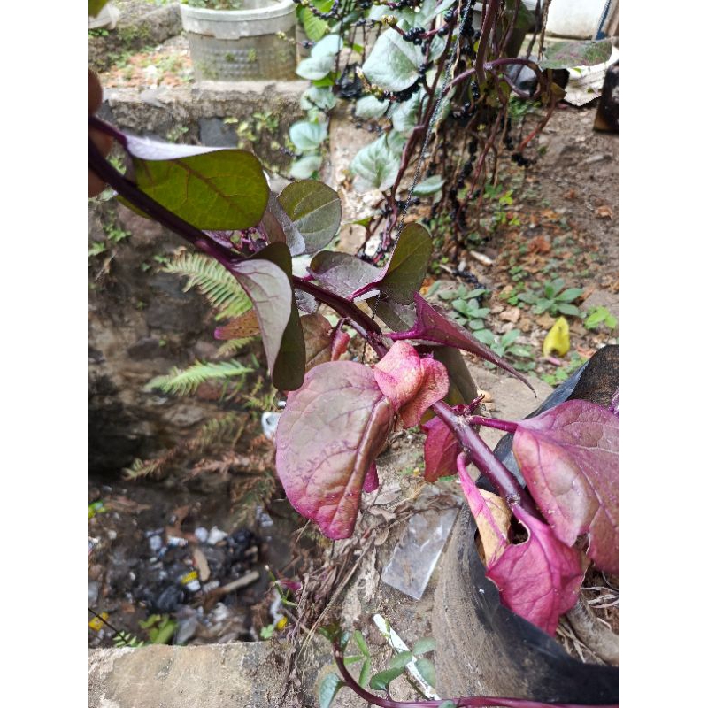 

daun binahong segar 500gr