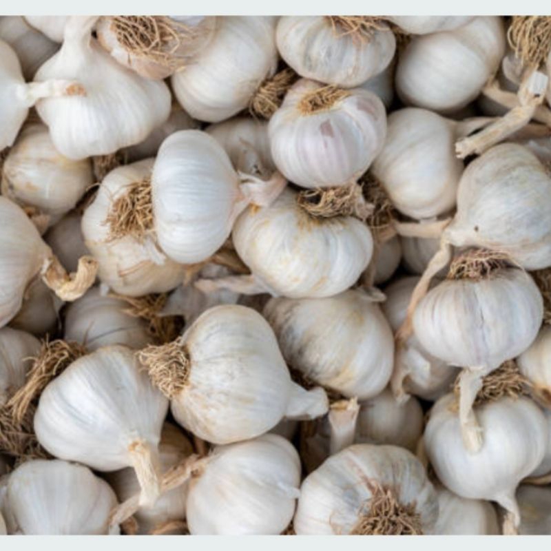 

Hijau Sayur Bawang putih kating