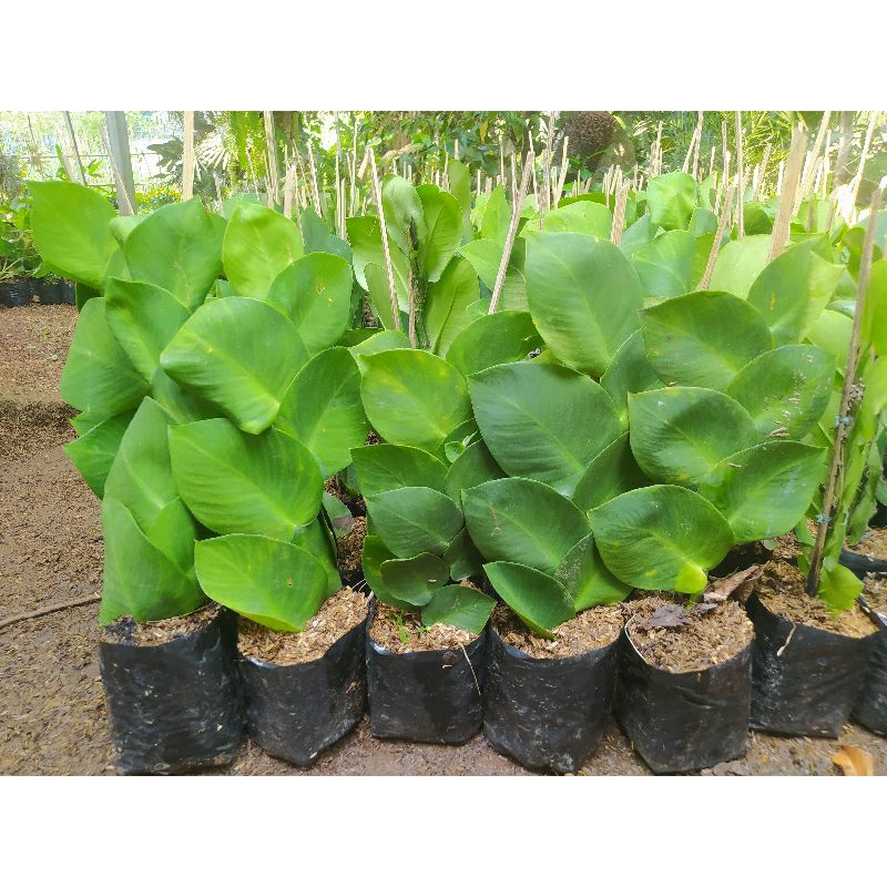Tanaman Hias Pohon Dolar Merambat Dollar Merambat Daun Besar Terlaris