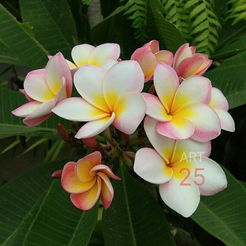 Plumeria 'Kirana' Kamboja Bali Harum
