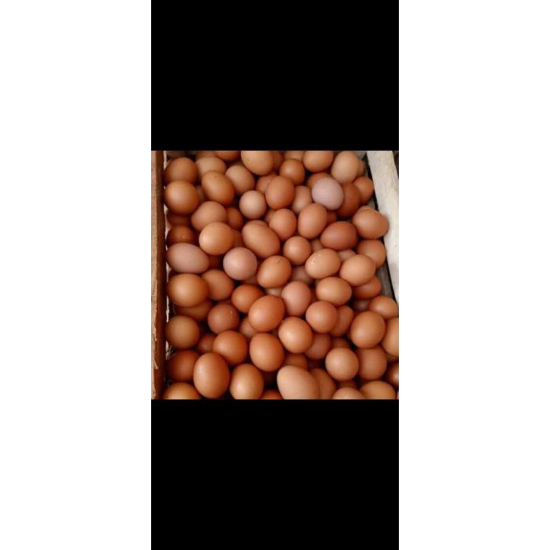

Telur Ayam Negeri 1kg