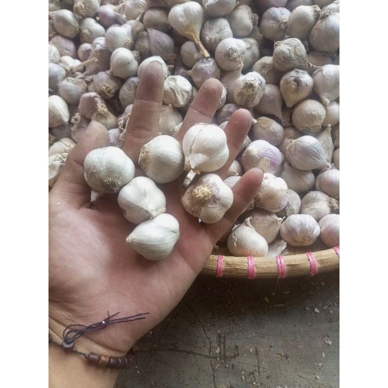 

Bawang Putih Kating ~ Sisa Dari karung Bawang Putih Tunggal
