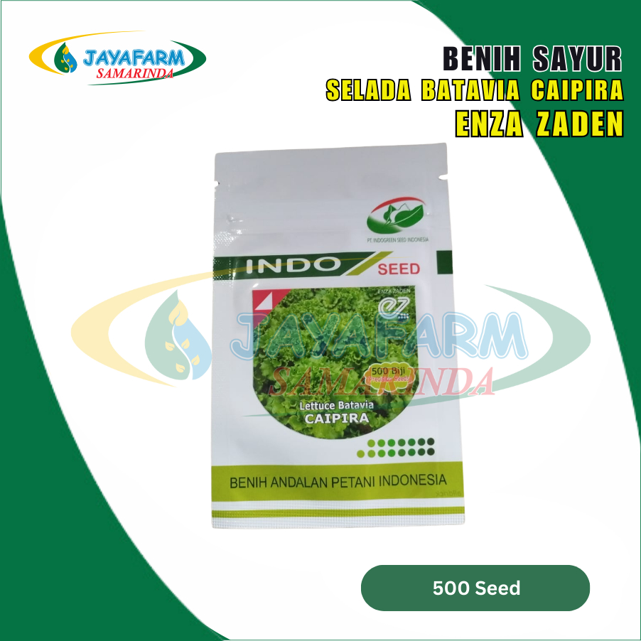 Benih Bibit Tanaman Sayur Selada Batavia Caipira 500 Seed Indo Seed ‒ EZ