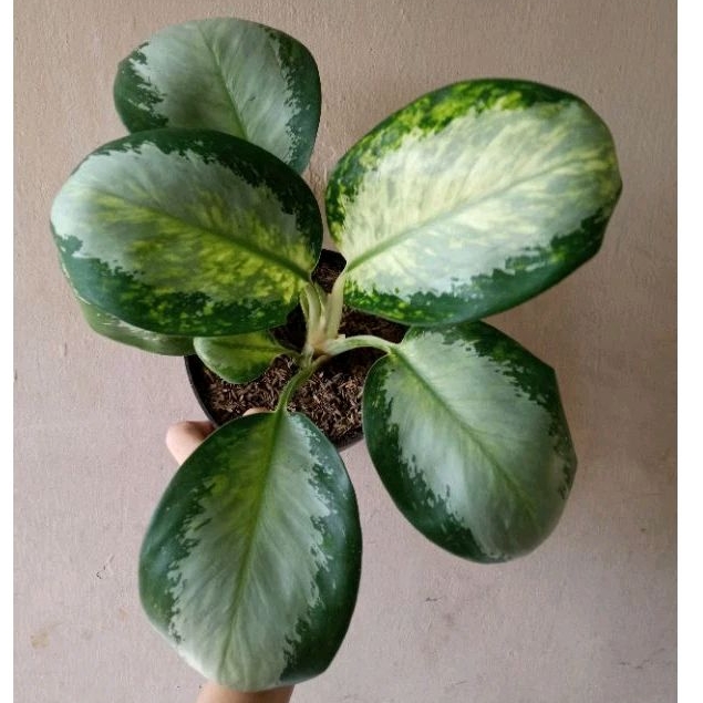 aglonema green bowl aglaonema