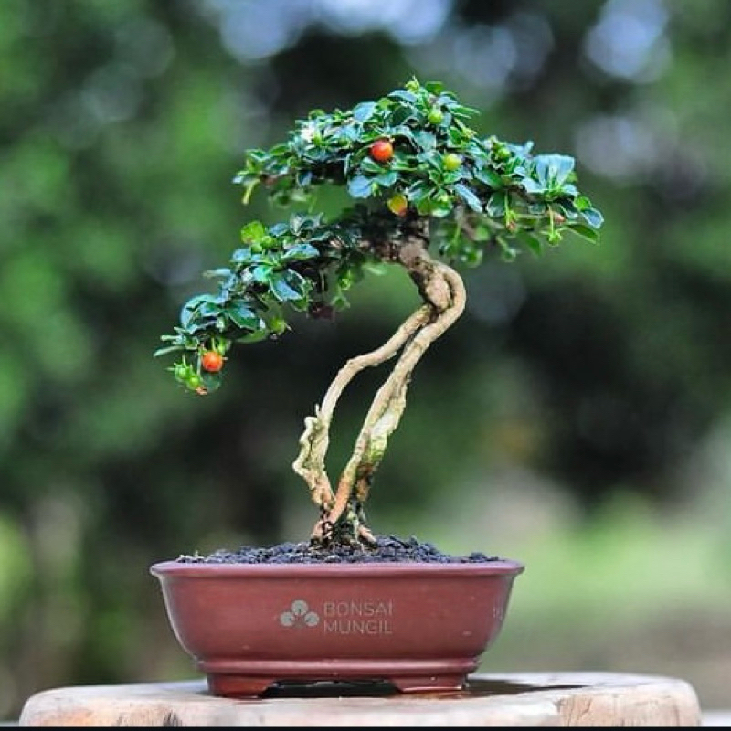 bibit bonsai ceri barbados (sianci)