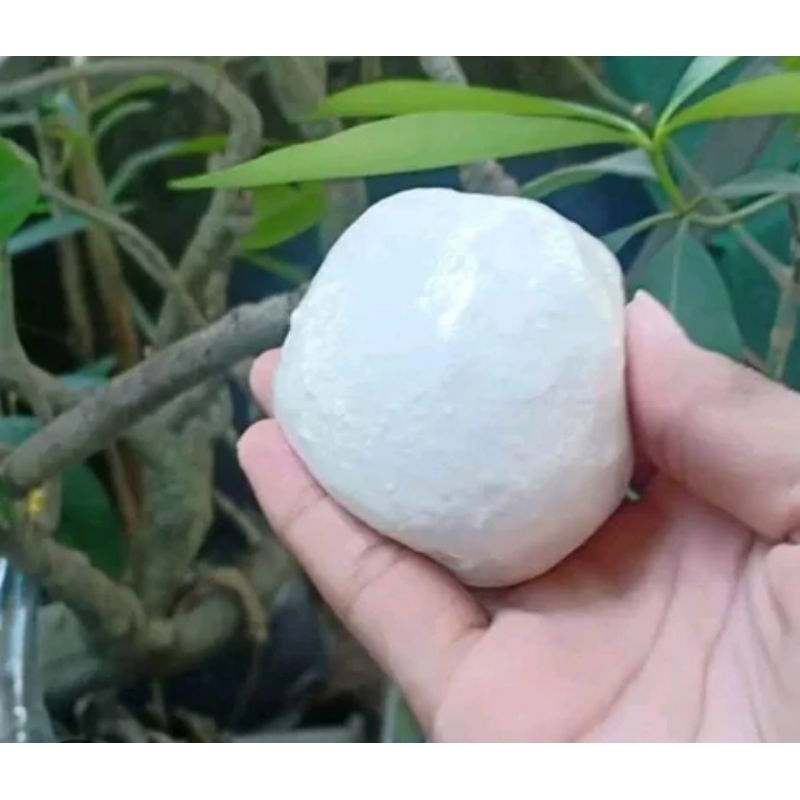 Pulut Burung Jebak Pikat Burung Getah Bendo