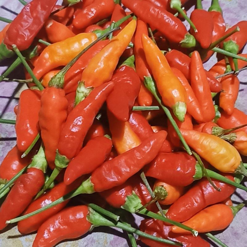 

Cabe / cabai rawit merah