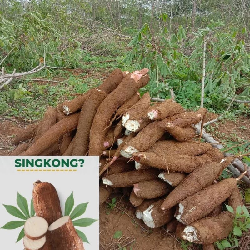 

JUAL SINGKONG/KETELA POHON/UBI KAYU/UBI KETAN/1KG