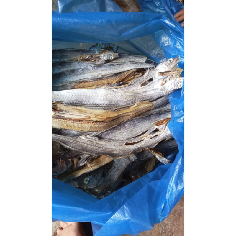 

ikan layur