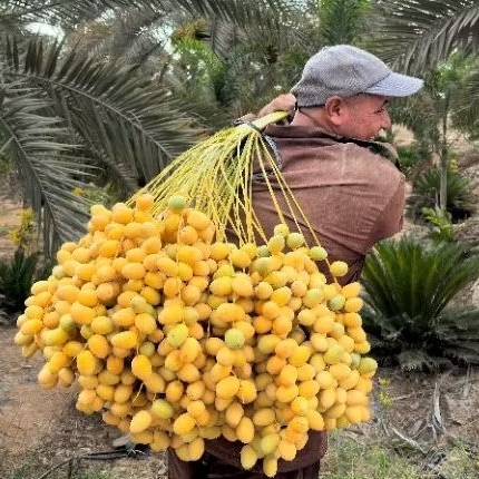 

KURMA MUDA BARHE 1 KG KUNING HIJAU MERAH