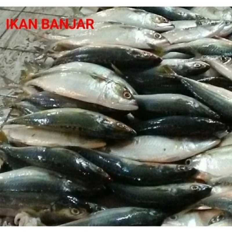 

Ikan Kembung Banjar