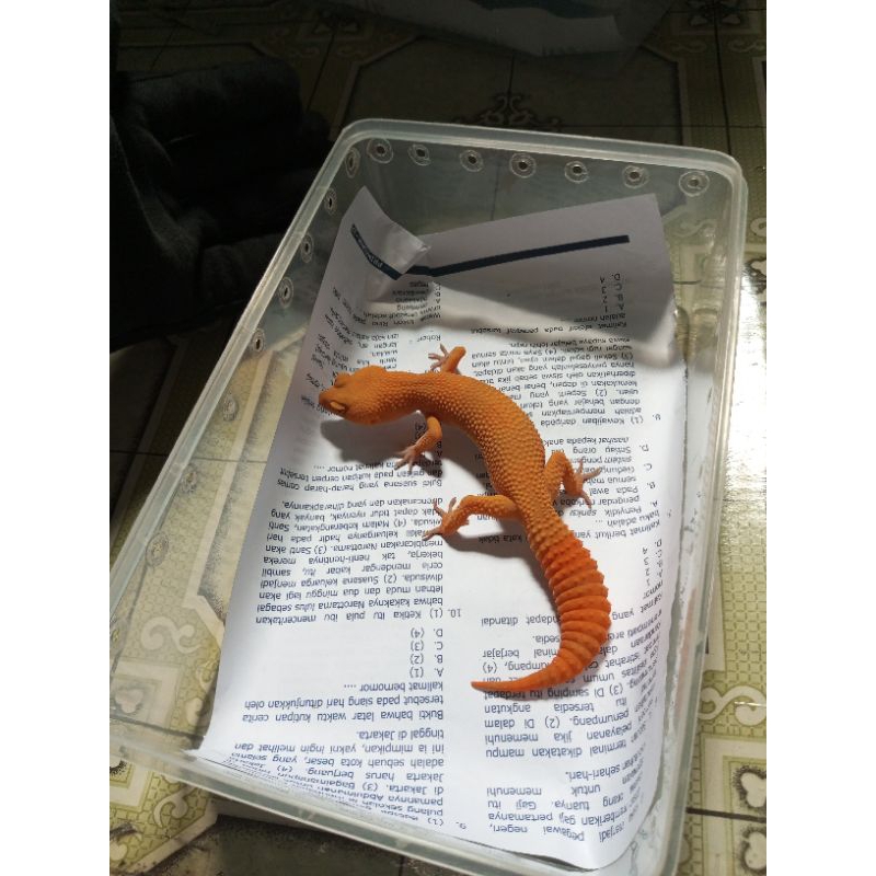 Hiasan Resin Gecko Sunglow Male / Female Poss Giant
