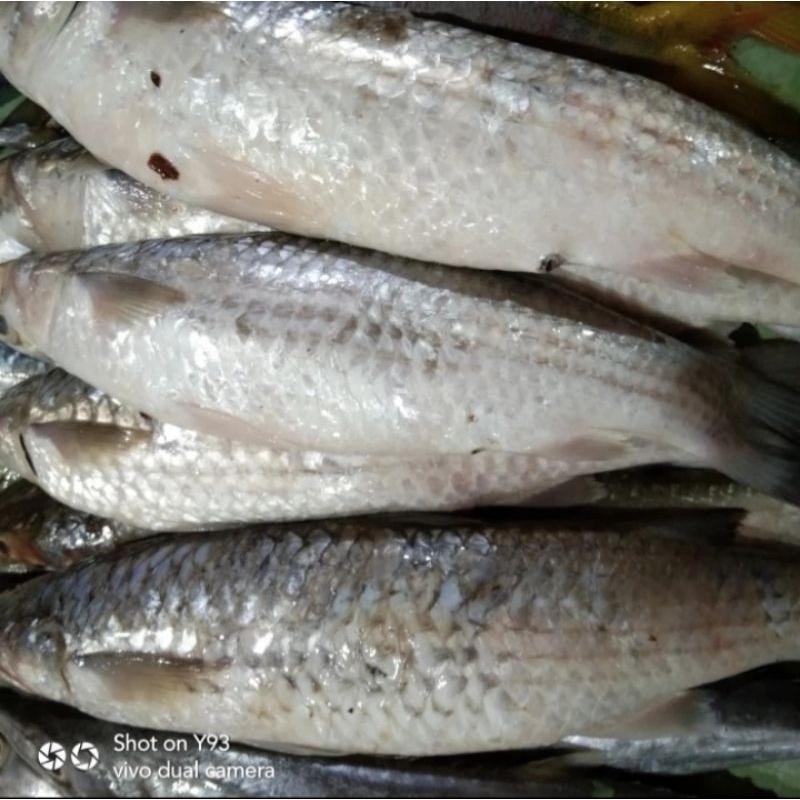

Ikan Belanak