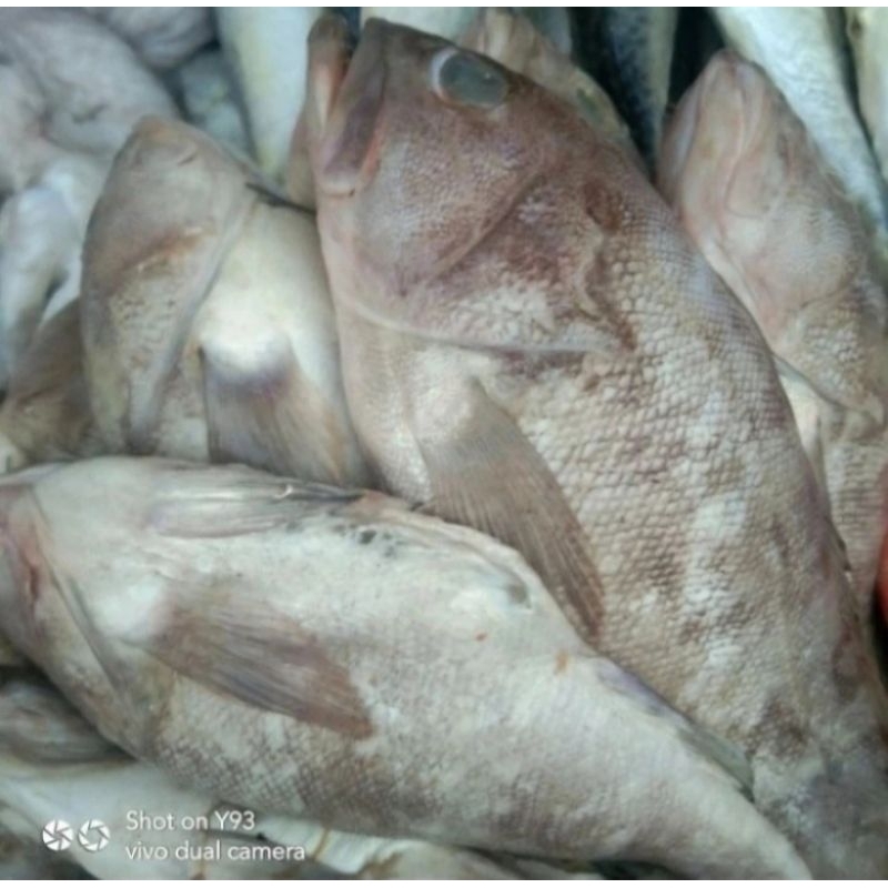 

Ikan Kerapu