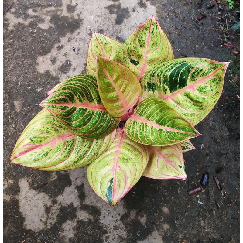 aglonema maeswara cantik anakan alam taman indah