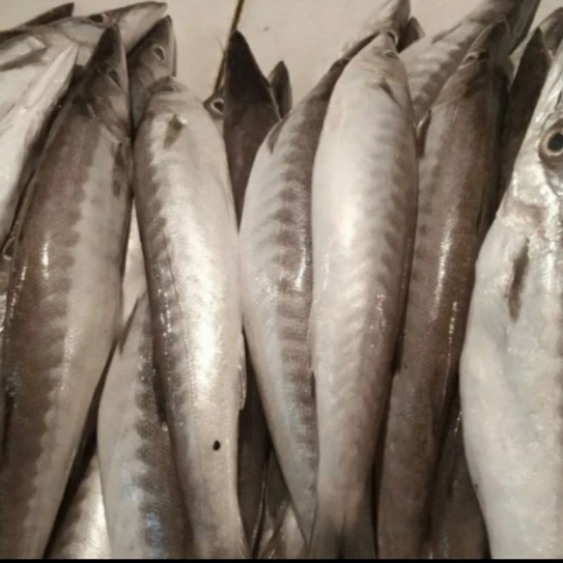 

Ikan Barakuda