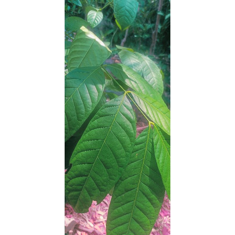 

Daun Mahoni segar per 100lembar