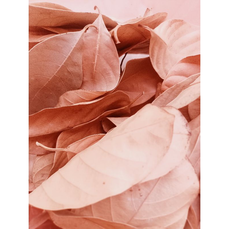 

Daun nangka kering obat herbal