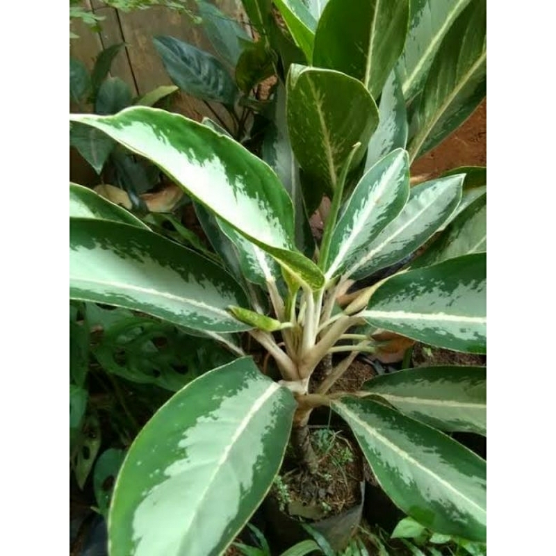 tanaman Aglonema Blanceng putih