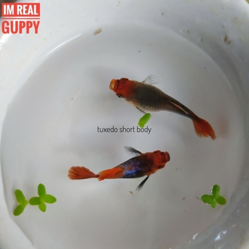 ikan guppy tuxedo koi short body