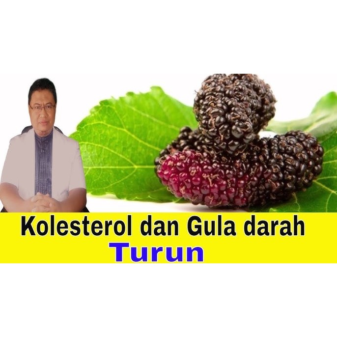 

BUAH MULBERRY 1 BUAH / MAMPU MENURUNKAN GULA DARAH