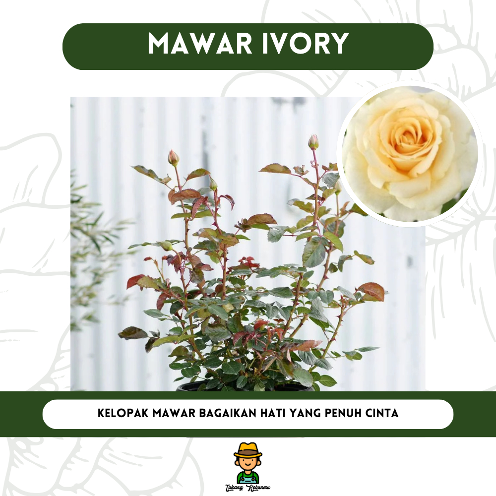 Tanaman Bunga Mawar Ivory Bibit Bunga Mawar Berbunga